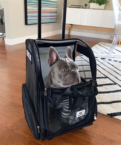 dog carrier for french bulldog.